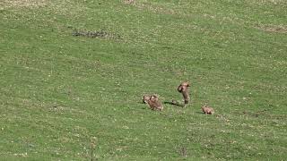 Brown Hares Spring 2019 Buxton Derbyshire Boxing Mad March Hares [upl. by Rettuc364]