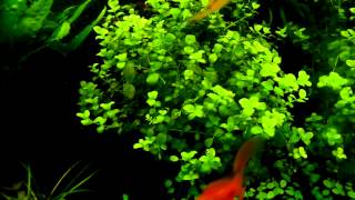 Micranthemum umbrosum  aquatic plants guide [upl. by Aisined159]