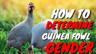 HOW TO DETERMINED GUINEA FOWL GENDER [upl. by Aihtnic732]