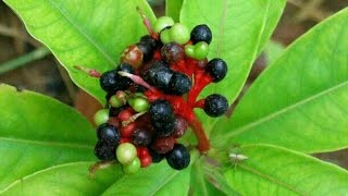 Pharmacognosy of Rauwolfia Serpentina Sarpagandha plant health benefits and side effects [upl. by Titos]