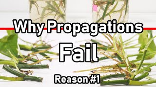 Why Your Propagation FAILS  Reason 1 LIGHT [upl. by Diad869]