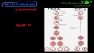 MITOSIS Y MEIOSIS EL CICLO Y LA DIVISION CELULAR [upl. by Sessylu]