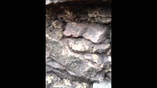 repairing my fieldstone foundation with lime mortar in toronto part 1 [upl. by Mezoff]