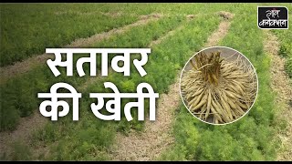 सतावर की खेती एक एकड़ में लागत और मुनाफे की पूरी जानकारी  Satavar cultivation [upl. by Paxton497]