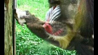 Tool use in mandrills [upl. by Yemorej]