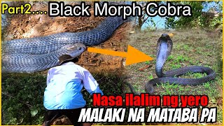 P2 COBRA BAGONG TAON BAGONG MAPANGANIB NA PHILIPPINE BLACK MORPH COBRA [upl. by Enihpad]