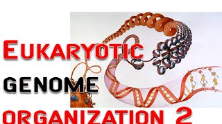 Eukaryotic genome organization 2  chromosome nucleosome [upl. by Gintz]