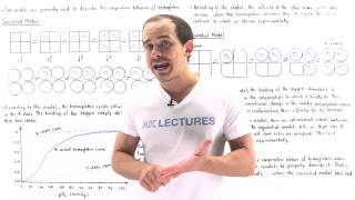 Concerted and Sequential Model for Hemoglobin [upl. by Belmonte293]