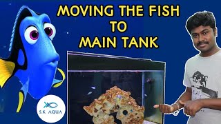 Moving the dory fish to main tank  Tamil  SK Aqua  SK Aquatic [upl. by Weston]