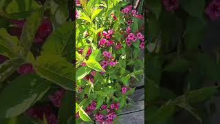 정열적인 붉은 병꽃나무Weigela Florida [upl. by Altaf]