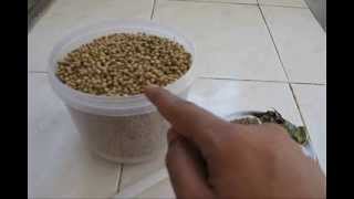 HOW TO MAKE CORIANDER POWDER AT HOME special [upl. by Keven]