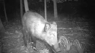 Gros plan sur une laie et quatre marcassins en promenade nocturne [upl. by Laersi]