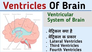 Ventricles of brainventricular system of brain lateral ventriclesthird ventriclesfourth ventricl [upl. by Merrielle]