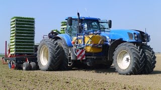 Planting Celeriac  New Holland T7270 Trike  Ferrari Multipla 12rij  Knolselderij planten [upl. by Trudnak]