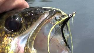 gatineau river walleye gracefield [upl. by Irbua]