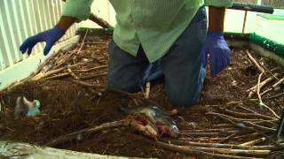 Placing an Eaglet in Nest after Hatching in an Incubator April 11 2013 AEF [upl. by Tnomel685]