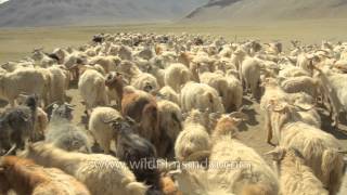 Flock of Pashmina goats Ladakh [upl. by Gibbons939]