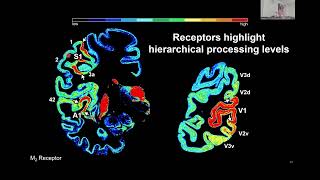 Nicola Palomero Gallagher  Receptor architecture mapping a tool to understand structure amp function [upl. by Joachim]