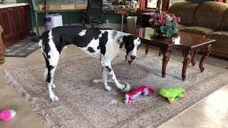 Funny Harlequin Great Dane Loves To Howl At His Squeaky Mouse Ball [upl. by Itaws]