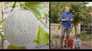 Comment planter le melon au potager   Truffaut [upl. by Odraode]