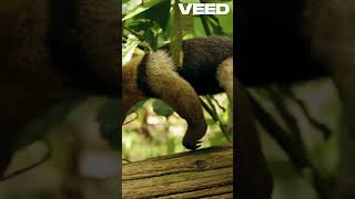 Giant Anteater Natures Ultimate Insect Hunter [upl. by Yeldoow]