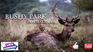 Bushy Park a royal Park  dji mavic pro  canon 80d [upl. by Timmy]