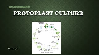 Protoplast Culture  Plant tissue culture  AZ concepts guide [upl. by Priestley]