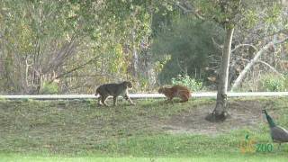 Wild bobcats in Irvine Regional Park [upl. by Germaun]