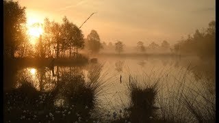 Pietzmoor Schneverdingen Magisch mystisch 8000 Jahre alt Ausflugsziele in der Lüneburger Heide [upl. by Regen]