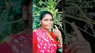 Champa kora 🙏🙏👍👍🙏🙏🙏❤️ plz subscribe [upl. by Hippel]