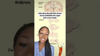 How your left brain controls the right side of your body Decussation [upl. by Petronilla]