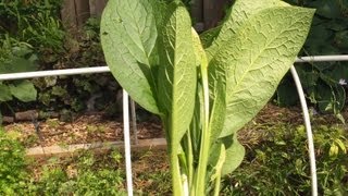 Easy Comfrey Propagation [upl. by Magill]