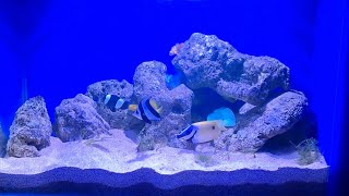 MY BRAND NEW SALT WATER AQUARIUM MARINE TANK [upl. by Sachiko]