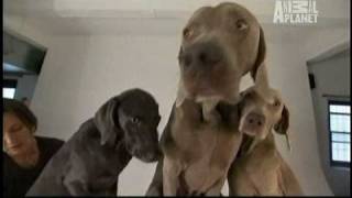 Dogs 101  Weimaraners [upl. by Asiil595]