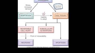 1  Introduction to pathology  etiology pathogenesis morphology terms homeostasis apoptosis [upl. by Ardnued]