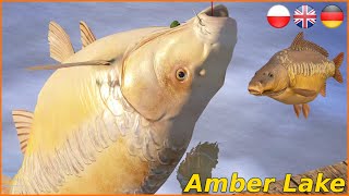 Albino Carp 670 silver 1h Amber Lake  Russian Fishing 4 carpfishing carp [upl. by Nnylkcaj564]