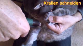 Krallen schneiden bei der Katze [upl. by Krahmer]