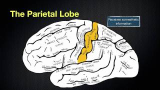 066 The Anatomy and Function of the Parietal Lobe [upl. by Ingeberg]