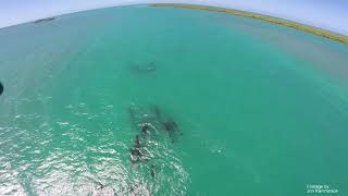 False Killer Whales in the Drowned Cayes Belize [upl. by Nordine]