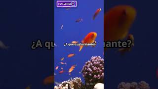 ¡El mimetismo ayuda a los peces a cazar sin ser vistos ¿Lo sabías facebook instagram funnyvideo [upl. by Notac]