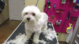 How to groom a senior Maltese Full Groom Sugar [upl. by Suirad]