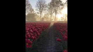 Campo de Tulipanes en Holanda [upl. by Anilec]