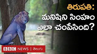 Lion Attack – Tirupati ఒక మనిషిని సింహం ఎలా చంపేసింది అసలు ఎన్‌క్లోజర్‌లో ఏం జరిగింది BBC Telugu [upl. by Uchish253]