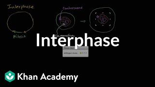 Interphase  Cells  MCAT  Khan Academy [upl. by Betta]