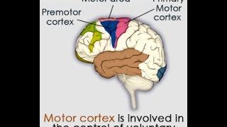 Motor Cortex Location Structure and Function [upl. by Ahsiadal]