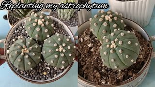 Replanting My Astrophytum AsteriasAstro Cactus [upl. by Pamela293]