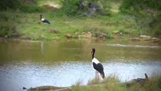 Two Saddlebilled Storks [upl. by Raseac822]