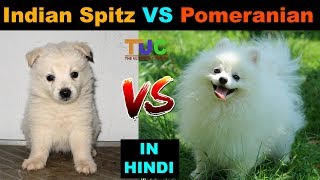 Indian Spitz vs Pomeranian  Dog VS Dog  TUC  The Ultimate Channel [upl. by Waylan947]