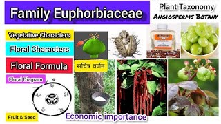 Family Euphorbiaceae  Euphorbiaceae family  Plant taxonomy [upl. by Sascha]