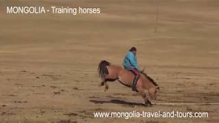 Horse training in Mongolia  By Mongolia Travel and Tours [upl. by Dania950]